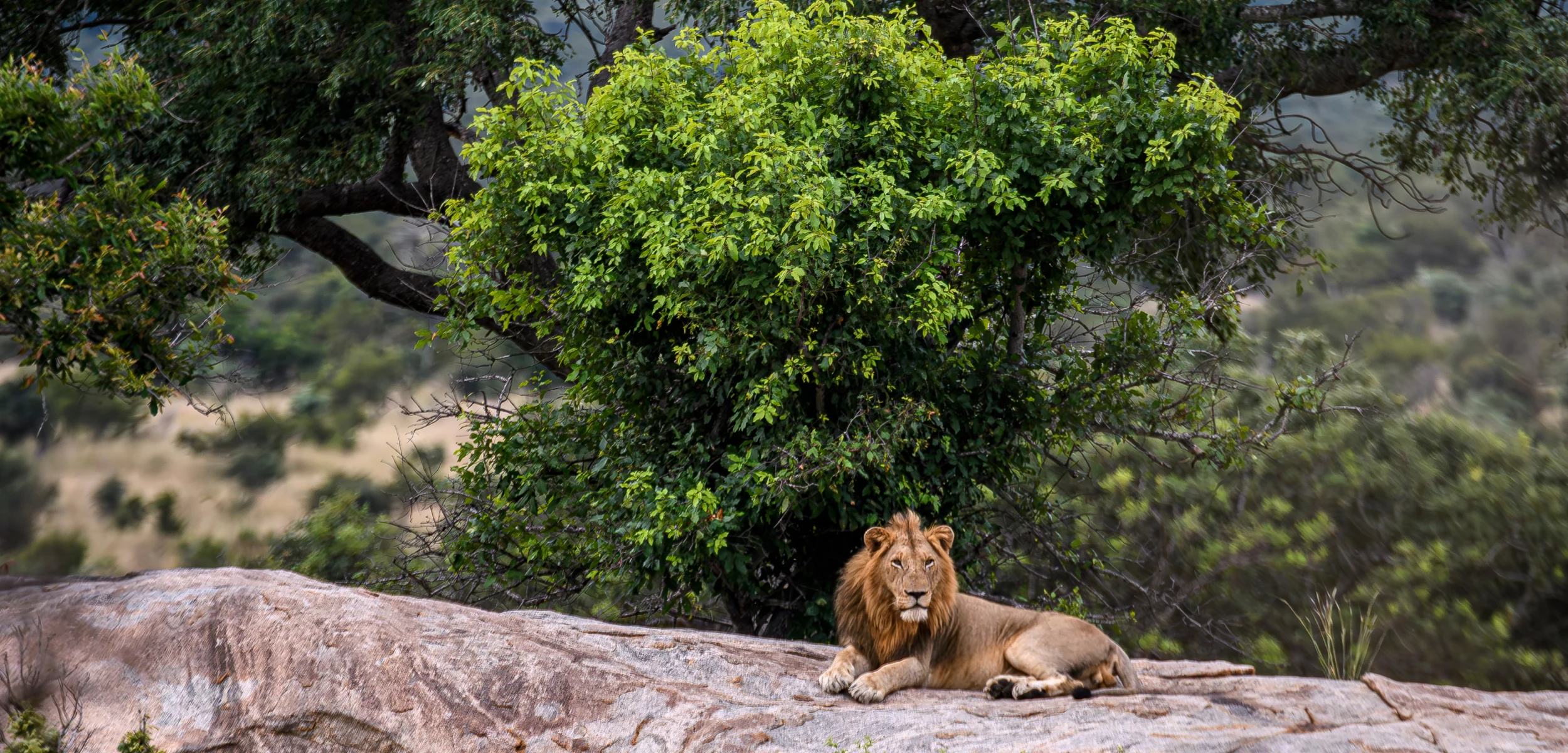 Zanzibar e Safari - 1