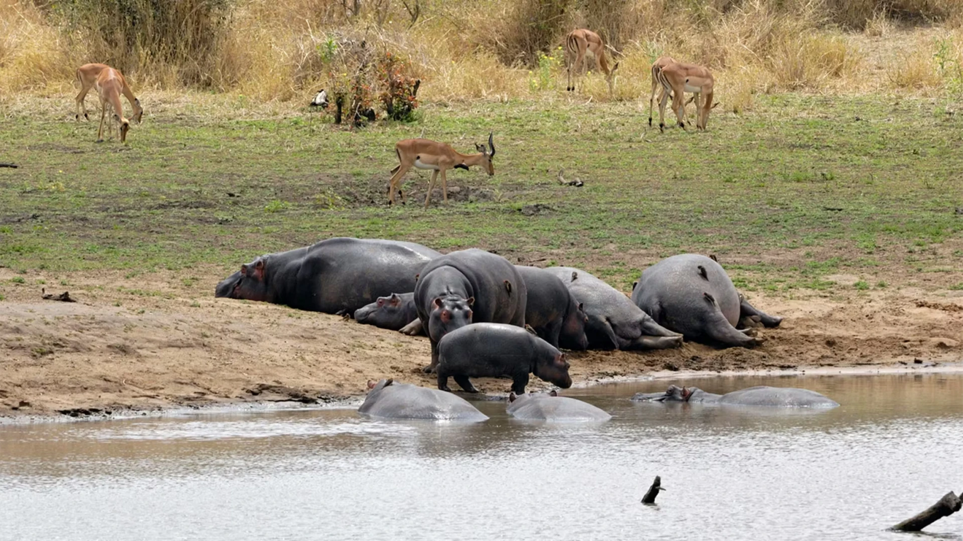 Zanzibar e Safari - 4